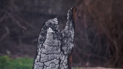 Burning out tree trunk with beautiful sparks close-up Stock Footage 103350104