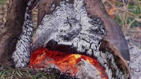 Burning out tree trunk with coals and nice sparks closeup Video stock 103349989