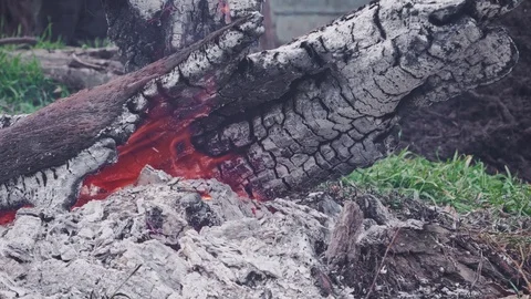 Burning out tree trunk with coals and nice sparks close-up Stock Footage 103350048