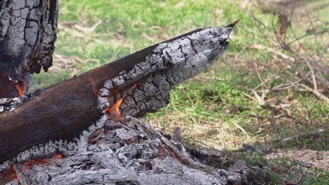Burning out tree trunk with sparks Stock Footage 103349635
