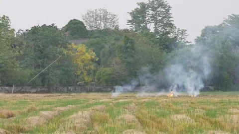 Burning in the paddyfield Stock Footage 108227820