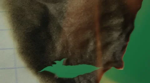 Burning paper Stock Footage 12650480