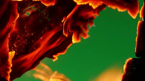 Burning paper. Greenscreen. Vídeo Stock 60586845