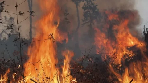Burning a part of the forest,Tad Lo,Laos Vidéo 48439852