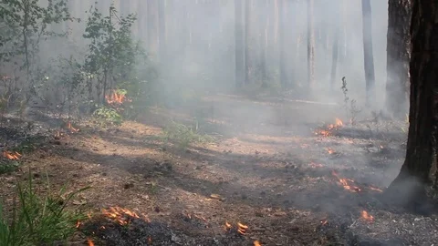 Burning peat bog in the forest 库存影片 75546291