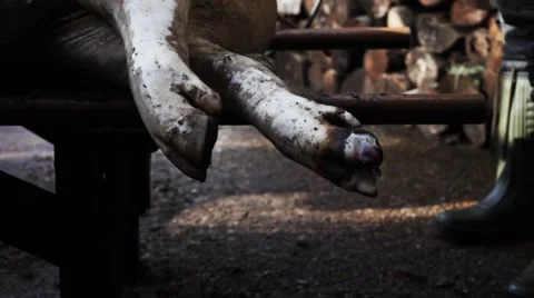 Burning pig legs after dead Video stock 47931470