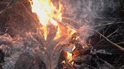 Burning pile of dry leaves and twigs with large dry branches and some Stock Footage