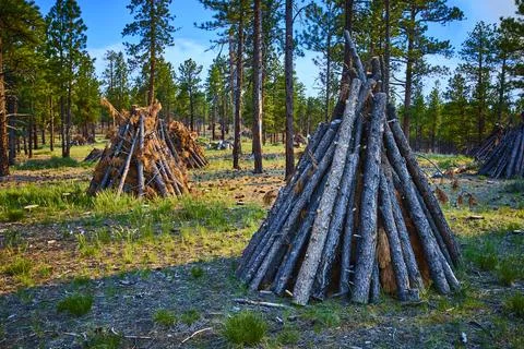 Burning Piles of Cut Logs in Pine Forest Utah Wildfire Mitigation Scene Stock Photos