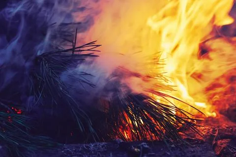 Burning pine branches.Terrible forest fire Stock Photos