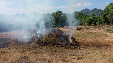 Burning rain forest Stock Footage 122125032