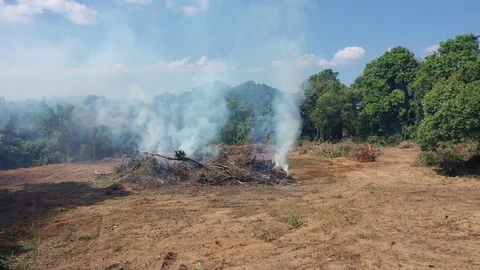 Burning rainforest Stock-Footage 122407310