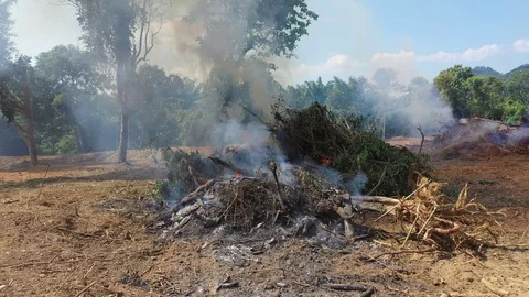 Burning rainforest 스톡 동영상 122407364