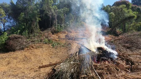 Burning rainforest Stock-Footage 122995355