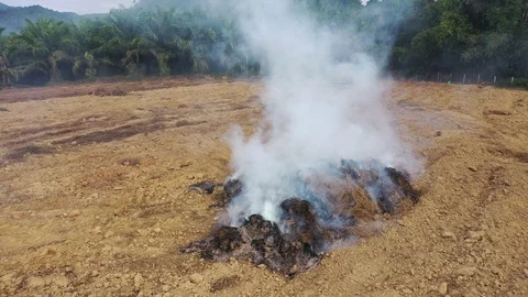 Burning rainforest Stock-Footage 123041966