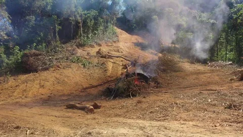 Burning rainforest Stock Footage 123281943