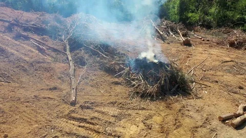 Burning rainforest Stock Footage 123281947