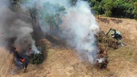 Burning rainforest Stock Footage 123387710