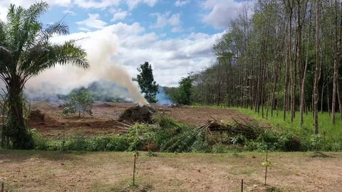 Burning rainforest Stock Footage 123387738