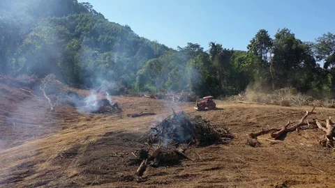 Burning rainforest Video stock 123615279