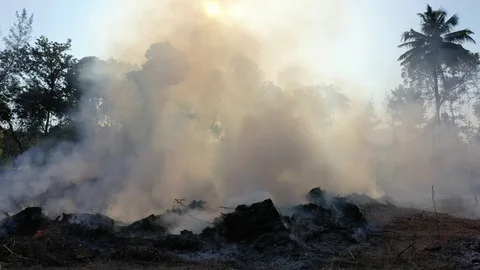 Burning rainforest Stock Footage 123621750