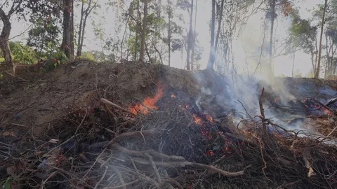 Burning rainforest Stock-Footage 123621763