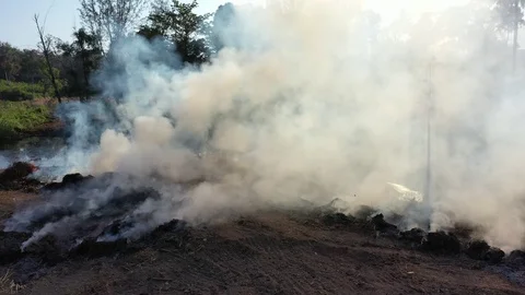 Burning rainforest Stock Footage 123621765