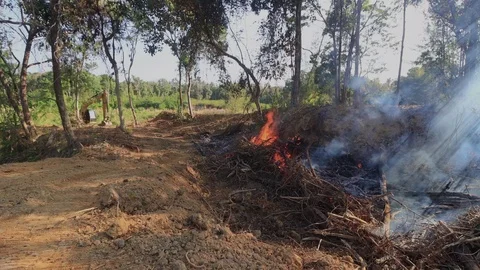 Burning rainforest Stock Footage 123749733
