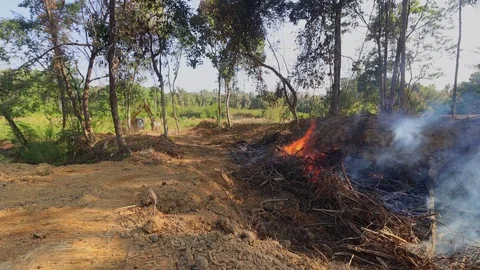 Burning rainforest Stock Footage 123910856