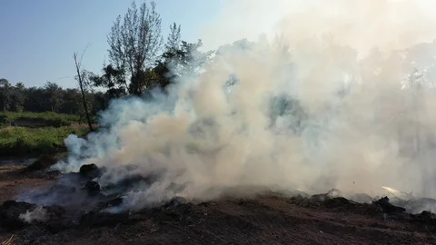 Burning rainforest Stock Footage 124566279