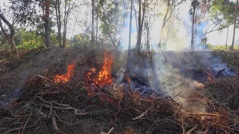 Burning rainforest Stock Footage 124569072