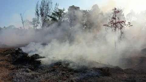Burning rainforest Stock Footage 124999673
