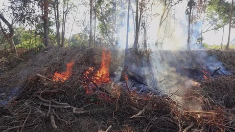 Burning rainforest Stock Footage 125073594