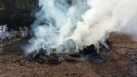 Burning rainforest Stock Footage 125648973