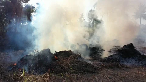 Burning rainforest Stock Footage 125648976