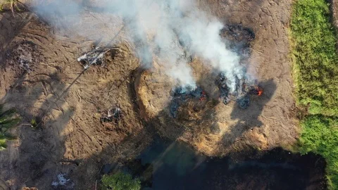 Burning rainforest Stock Footage 126088276