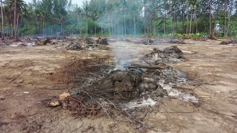 Burning rainforest Stock Footage 128408287