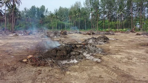 Burning rainforest Stock Footage 129924184
