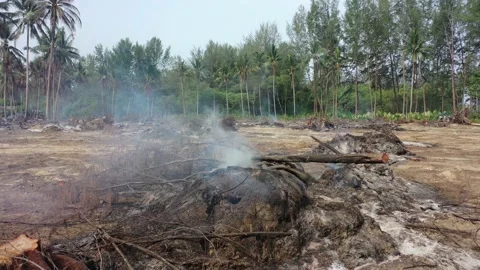 Burning rainforest Stock Footage 131206132