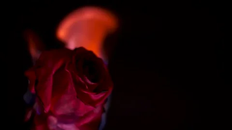 Burning Red Rose on Black Background Stock-Footage 298210871
