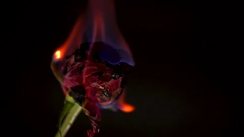 Burning Red Rose on Black Background Stock Footage 298211035