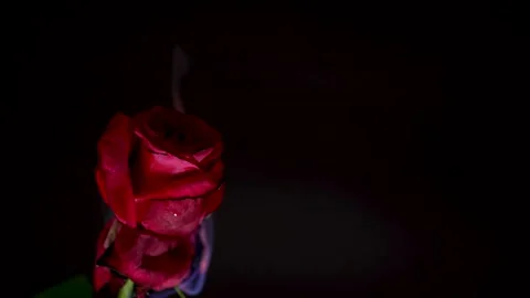 Burning Red Rose on Black Background Stock Footage 298211679