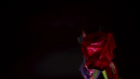 Burning Red Rose on Black Background Stock Footage 298212786