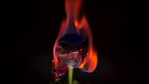 Burning Red Rose on Black Background Stock Footage 298213192