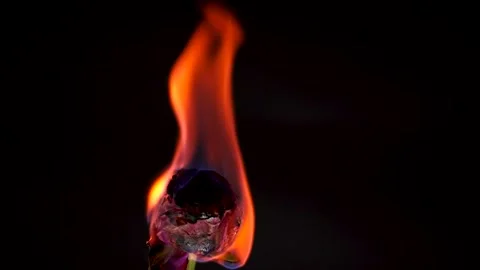 Burning Red Rose on Black Background Stock Footage 298214092