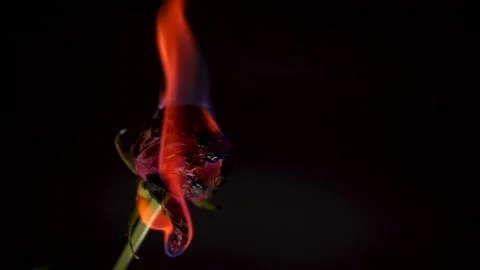 Burning Red Rose on Black Background Stock Footage 298214410