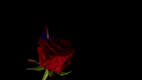 Burning Red Rose on Black Background Stock Footage 298215822