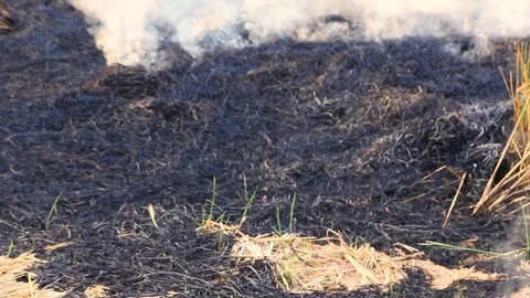 Burning rice fields Stock Footage 90355188