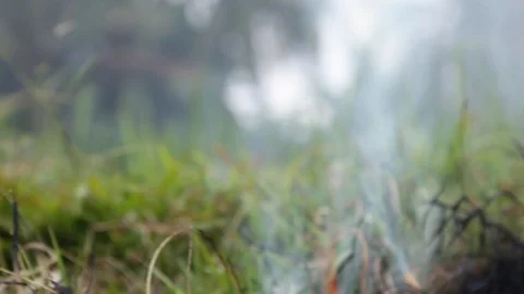 Burning rice fields with palm trees on the background Stock Footage 90355150
