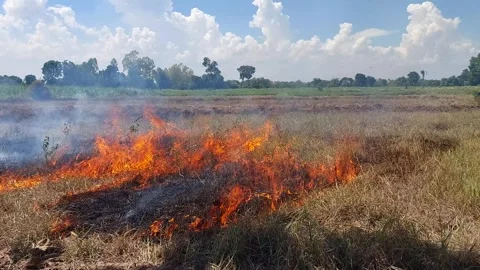 Burning Rice Straw and Dry Grass with Flames in Rural Agricultural Field Stock-Footage 335847985