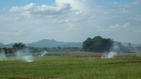 The burning of rice straw in the fields. Smoke from the burning Stock Footage 123097782